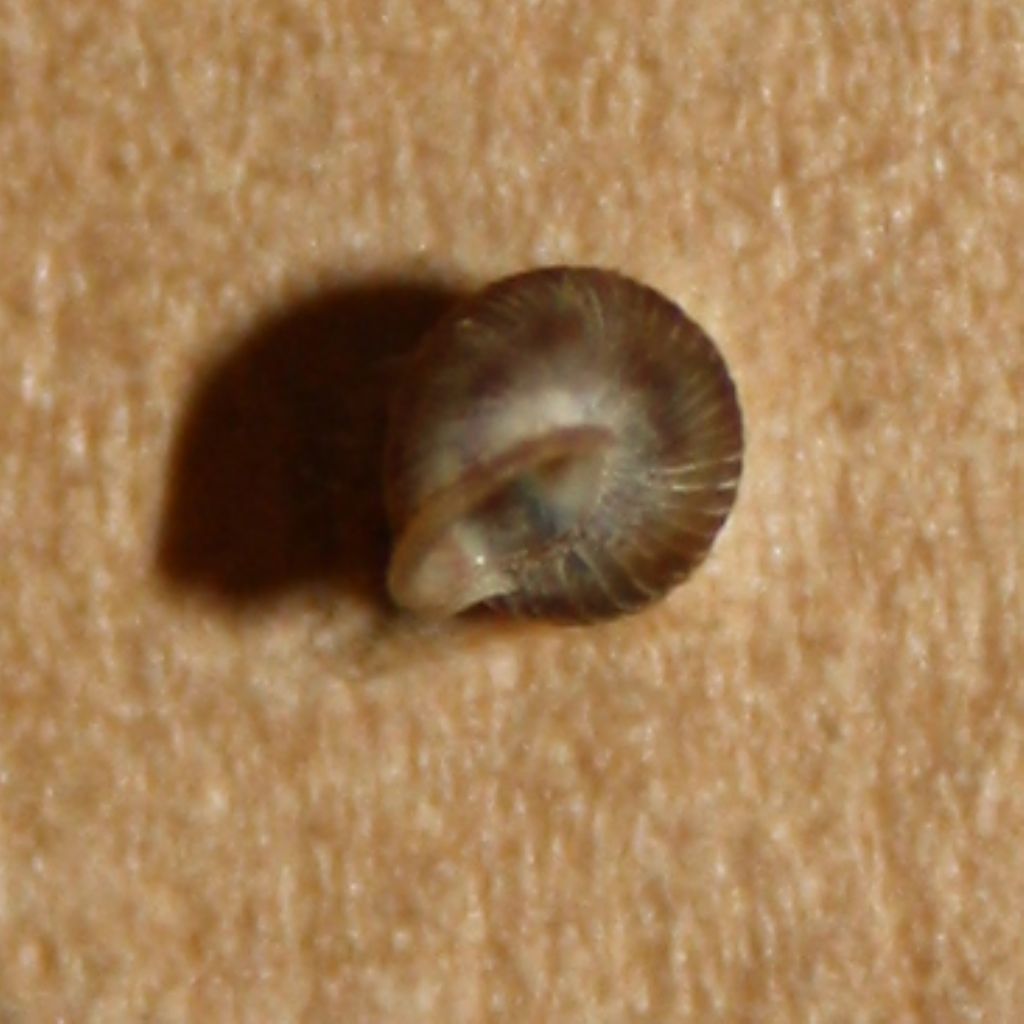 Chondrina e Cochlostoma da Duino